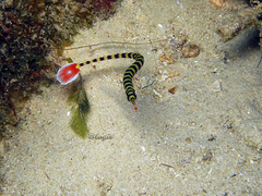 Dunckerocampus dactyliophorus