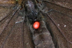 Trombidium breei
