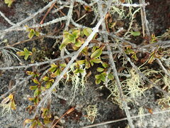 Coprosma crenulata