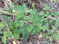 Dendrolobium umbellatum