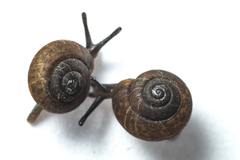 Excellaoma melbournensis