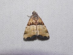 Cobubatha dividua