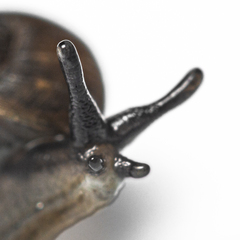 Excellaoma melbournensis