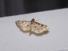 Hileithia magualis