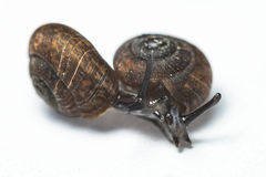 Excellaoma melbournensis