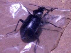 Calosoma marginale