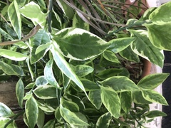 Euphorbia tithymaloides