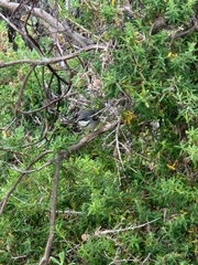 Apalis thoracica claudei