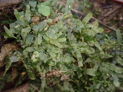 Symphyogyna undulata