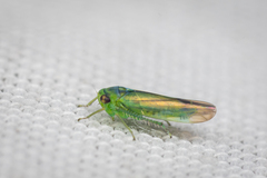 Cicadellidae