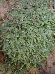 Symphyogyna undulata