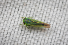 Cicadellidae