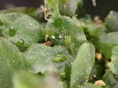 Symphyogyna undulata