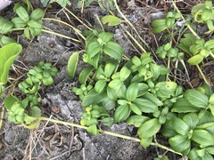 Wollastonia biflora