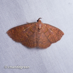 Sarobides inconclusa