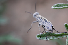 Epicauta maculata-group