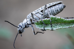 Epicauta maculata-group