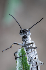 Epicauta maculata-group