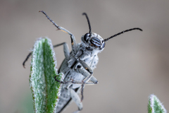 Epicauta maculata-group