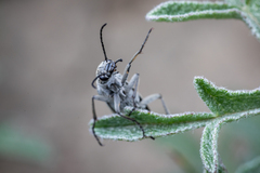 Epicauta maculata-group