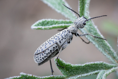 Epicauta maculata-group