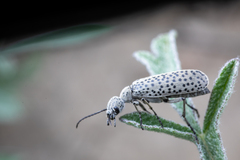 Epicauta maculata-group