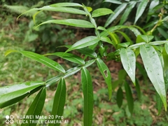 Lepisanthes alata