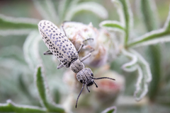 Epicauta maculata-group