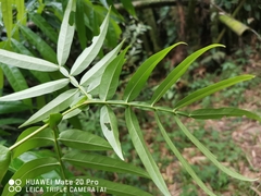 Lepisanthes alata