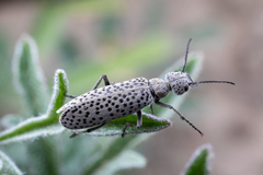 Epicauta maculata-group