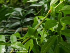 Lepisanthes alata