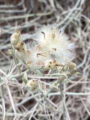 Tetradymia comosa