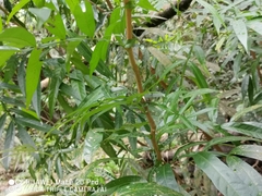Lepisanthes alata