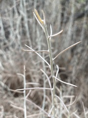 Tetradymia comosa