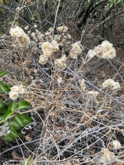 Tetradymia comosa