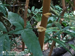 Lepisanthes alata