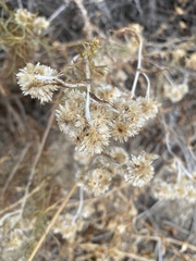 Tetradymia comosa