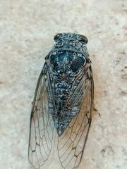Cicadatra
