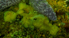 Distaplia