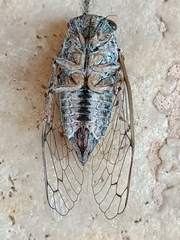 Cicadatra