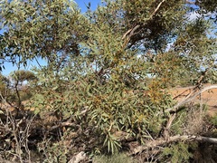 Eucalyptus rigidula rigidula