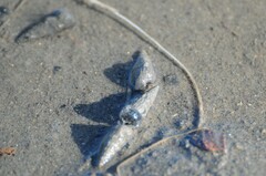 Cerithideopsis