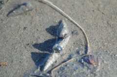 Cerithideopsis
