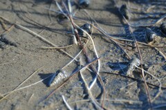 Cerithideopsis californica
