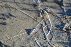 Cerithideopsis californica