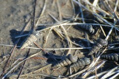 Cerithideopsis