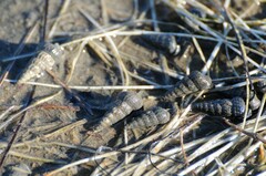 Cerithideopsis