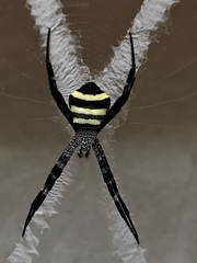 Argiope amoena