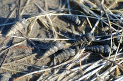 Cerithideopsis