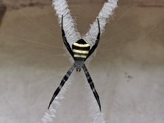 Argiope amoena